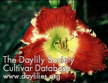 Daylily Scarlet Shuriken